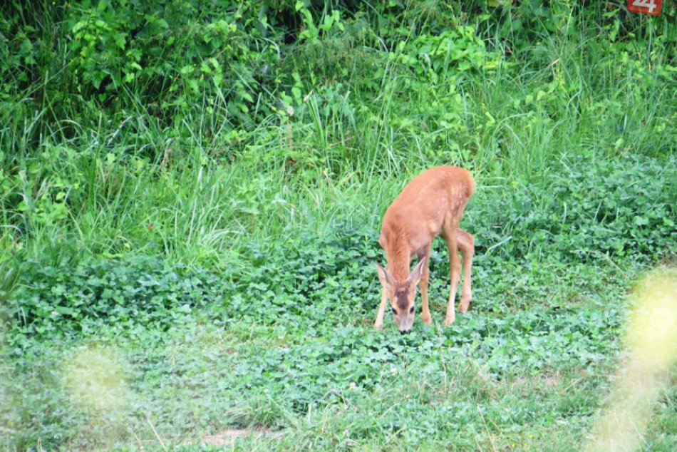 Šírava ponúkla krásny pohľad na srnky