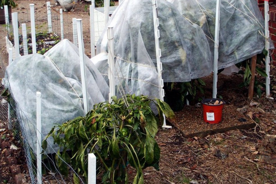 Aby vás prvé mrazy neobrali o zvyšok úrody