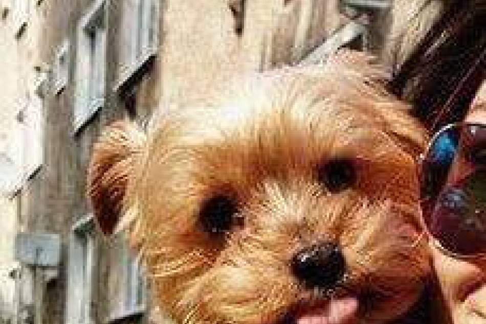 Stratený psík Yorkshire