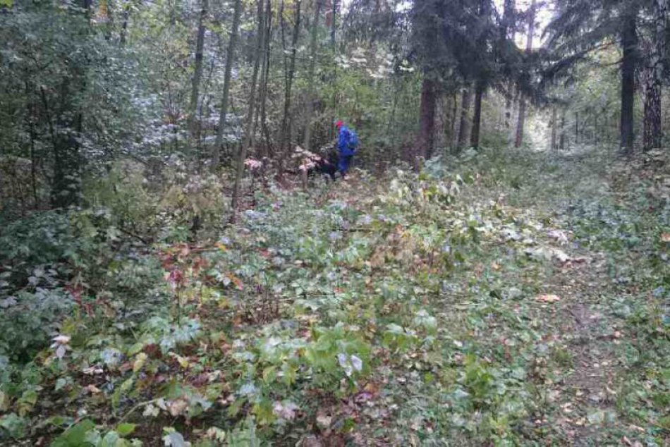 Zoro - záchranársky pes