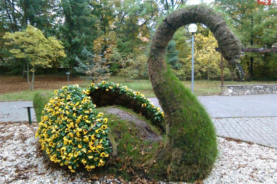 Zelená labuť v parku opäť prekvapila kvetmi