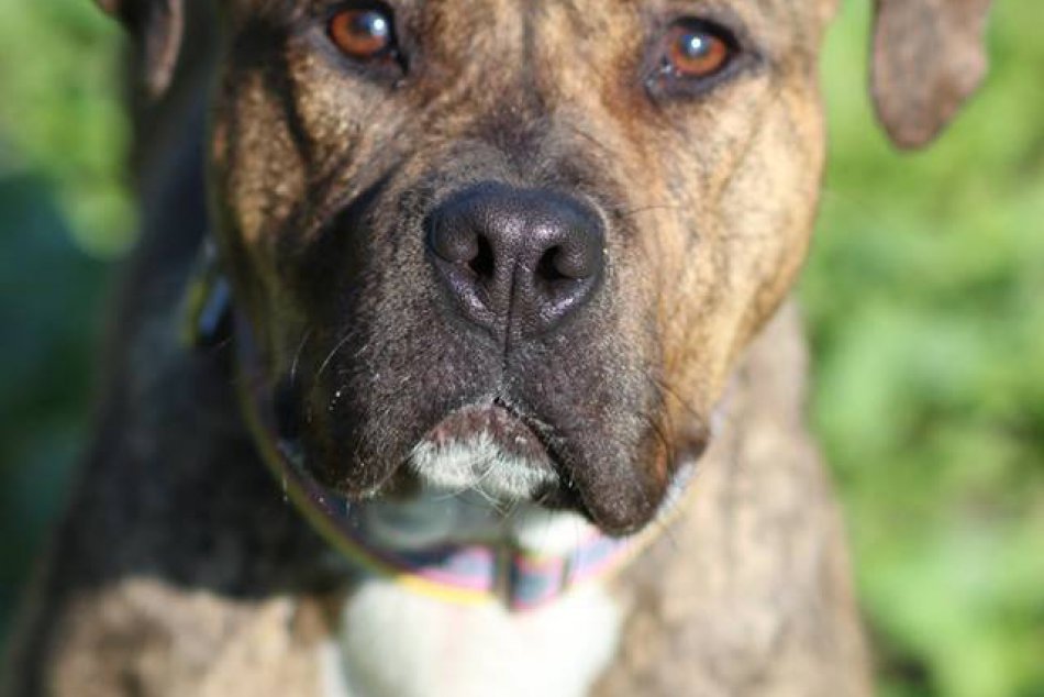 Nazrite za múry žilinského útulku: Na domov tam čakajú títo psíci