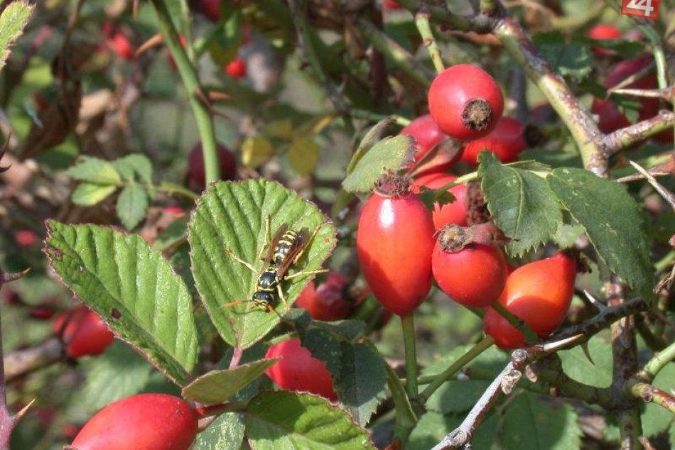 Poklady z prírody: Tieto byliny vás zahrejú i vyliečia + RECEPTY