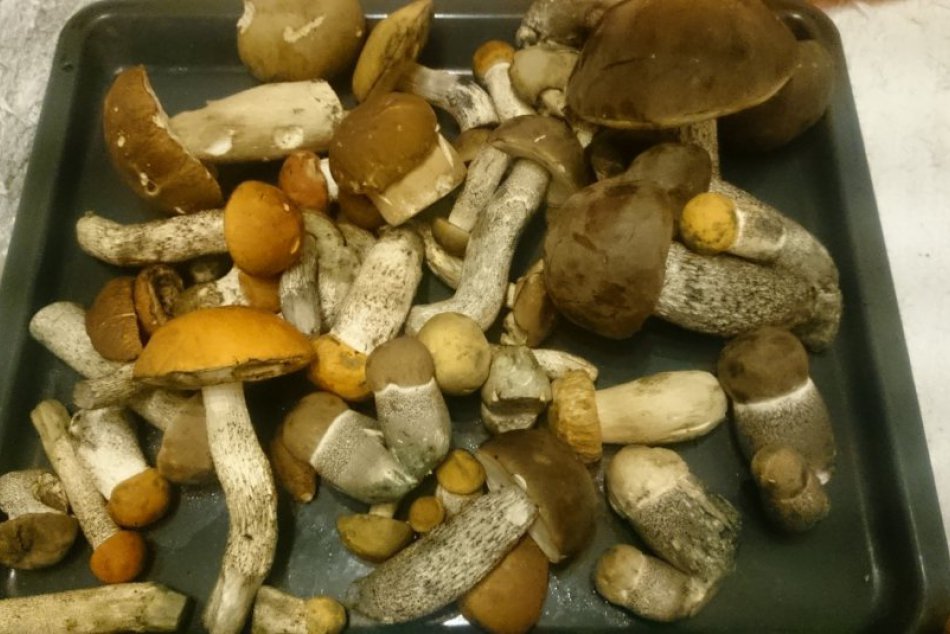 Krásny hubársky úlovok neďaleko Prešova: Dvojčatá kozákov hneď päťkrát! FOTO