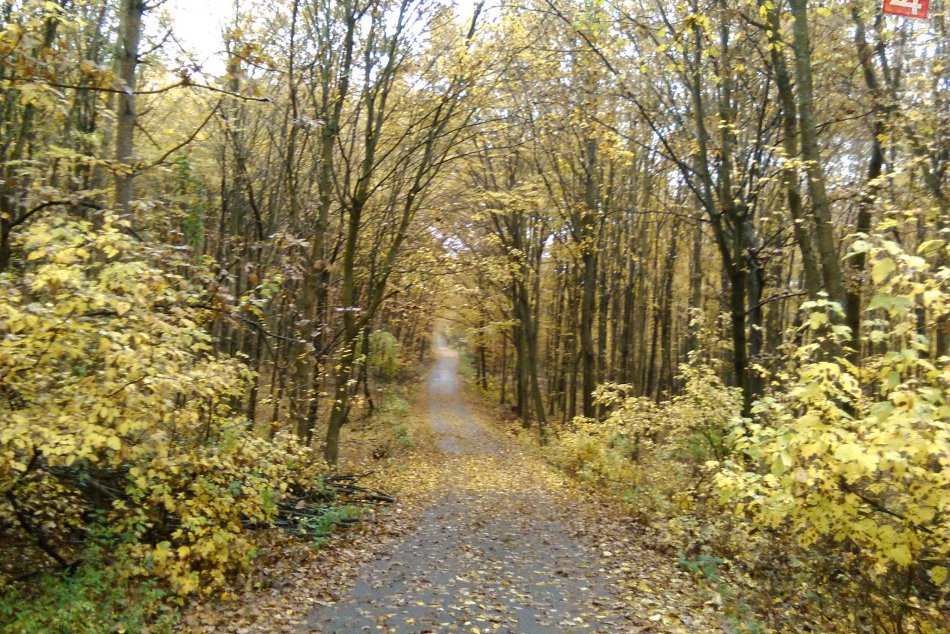 Mestské lesy Lučenec slúžia na oddych aj hospodárenie