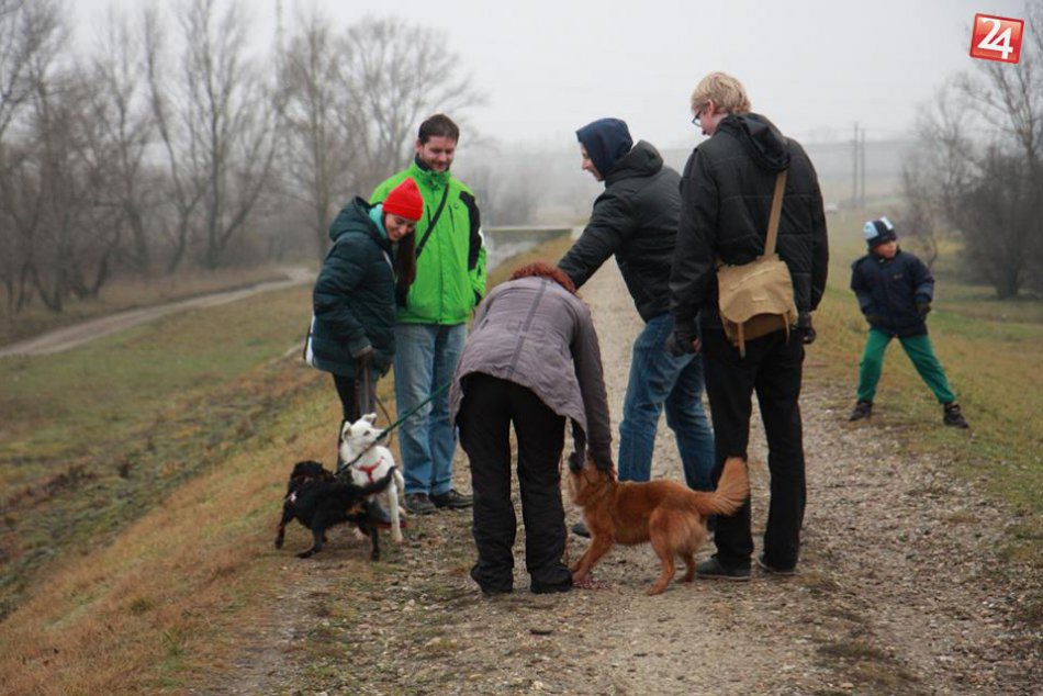 Fotogaléria: Predvianočné stretnutie chlpáčov z Hlohovca a okolia 2015