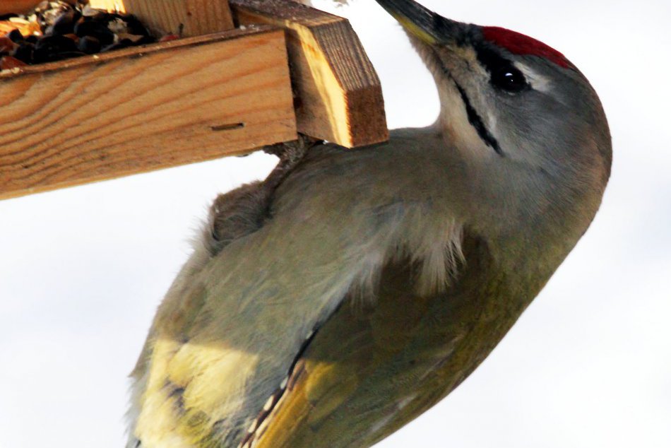 Prikrmovanie vtákov a labutí