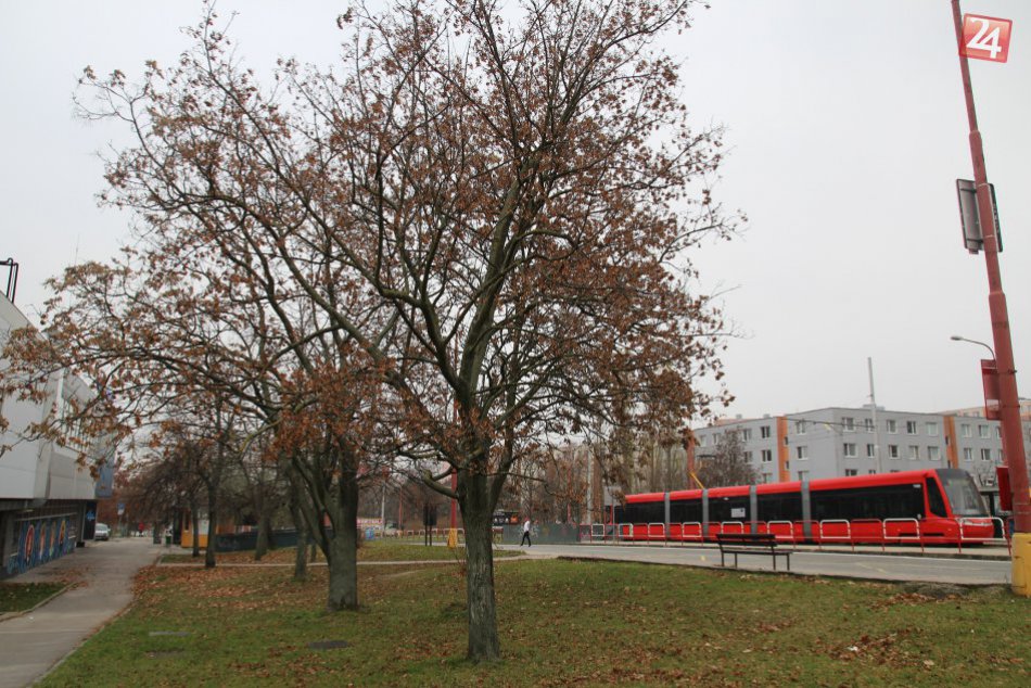 Zničené stromy v Karlovej Vsi