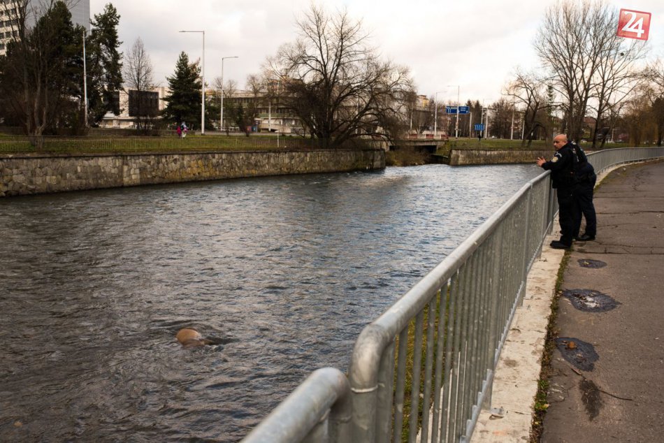 V OBRAZOCH: Mŕtva laň pri zimnom štadióne v Bystrici