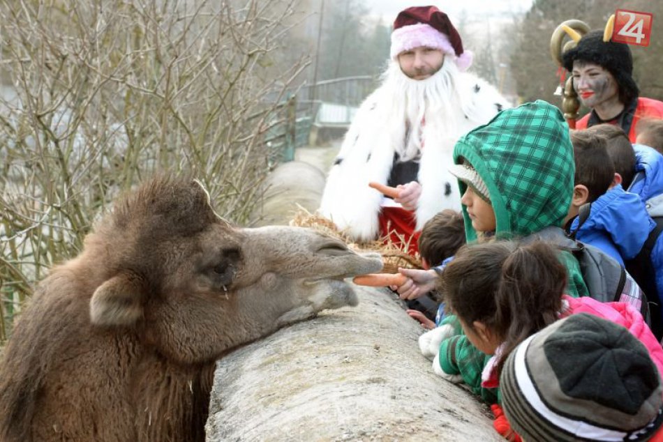 Mikuláš v košickej ZOO