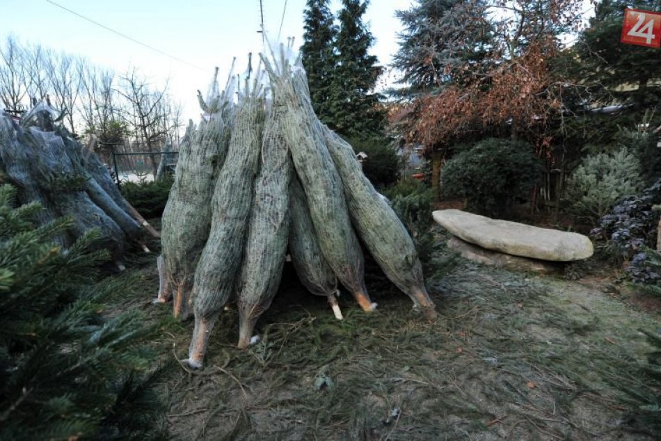 Vianočné stromčeky