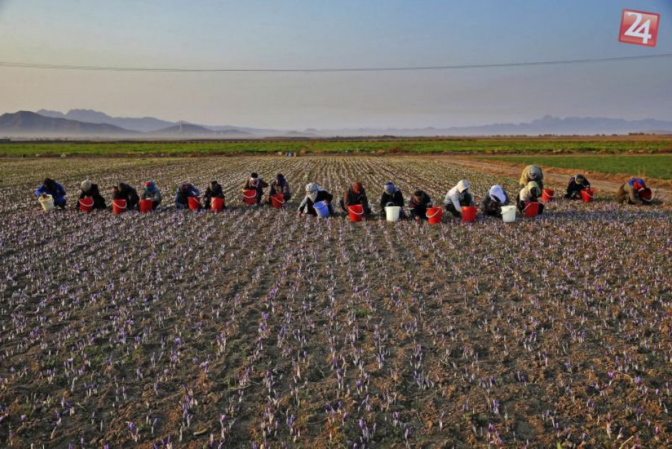 Zber šafránu v Iráne
