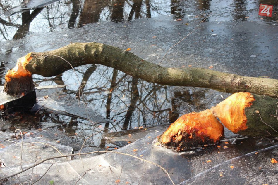 FOTO: Bobor sa udomácnil mestskom parku na Sihoti, prezradili ho popadané stromy