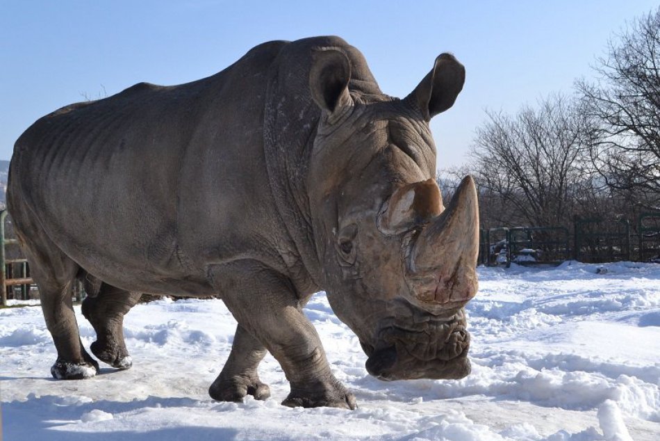 Bratislavská ZOO v zime