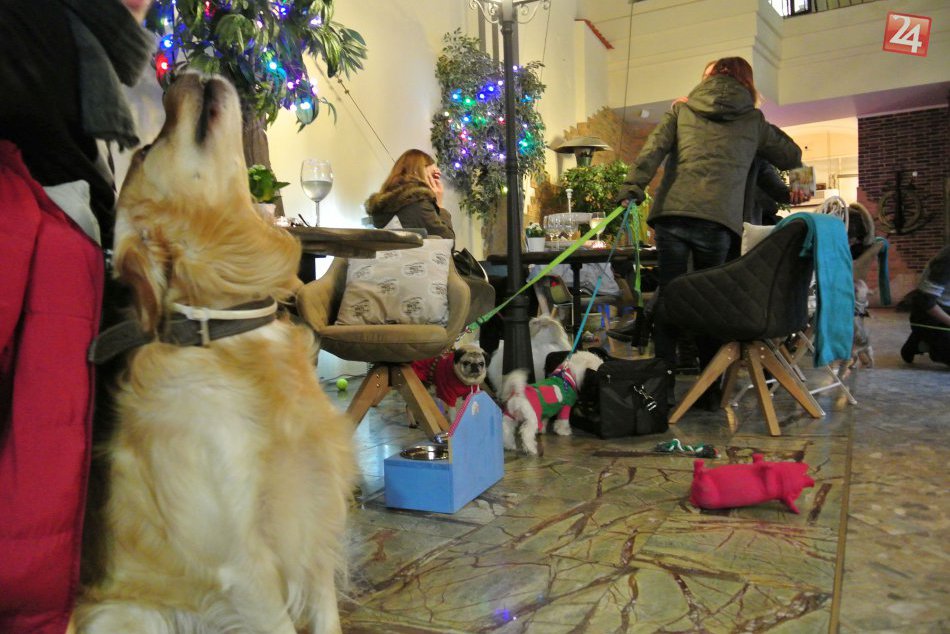 Kaviareň pre psíkov