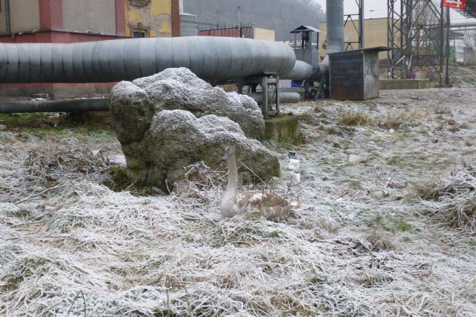 V OBRAZOCH: Mestská polícia vo Zvolene zachraňovala zranenú labuť