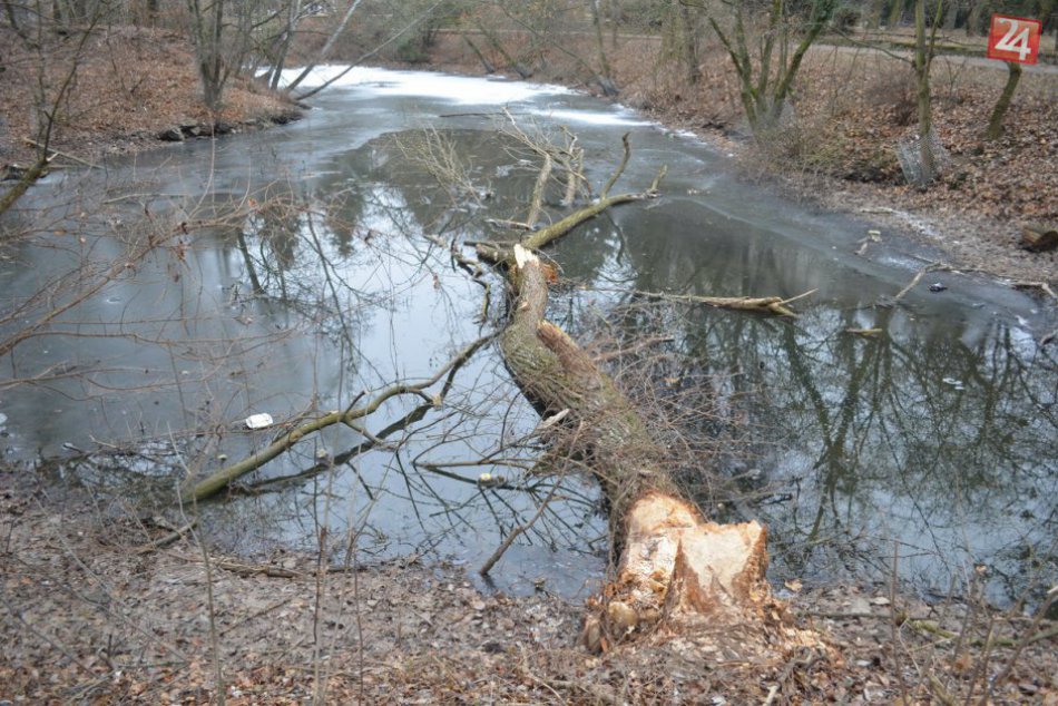 FOTO: Bobor na Sihoti už má partnerku, stromy pred týmto párikom chráni pletivo