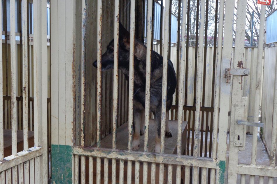 Psie Vianoce v Poprade 2016