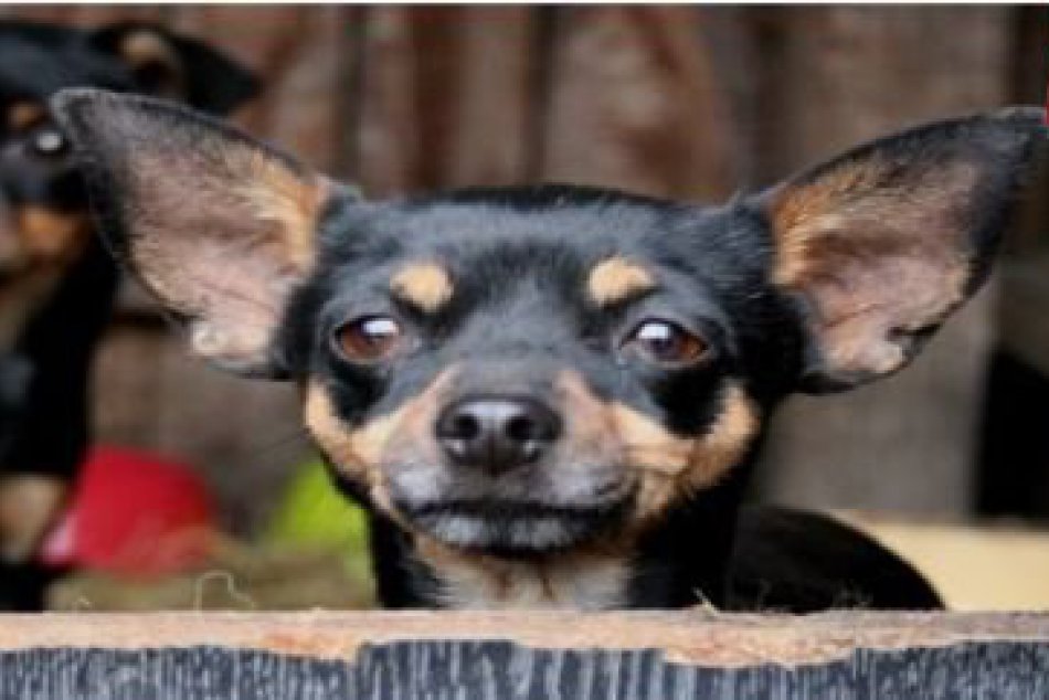 V OBRAZOCH: V Bystrici sa stratila fenka Sisi