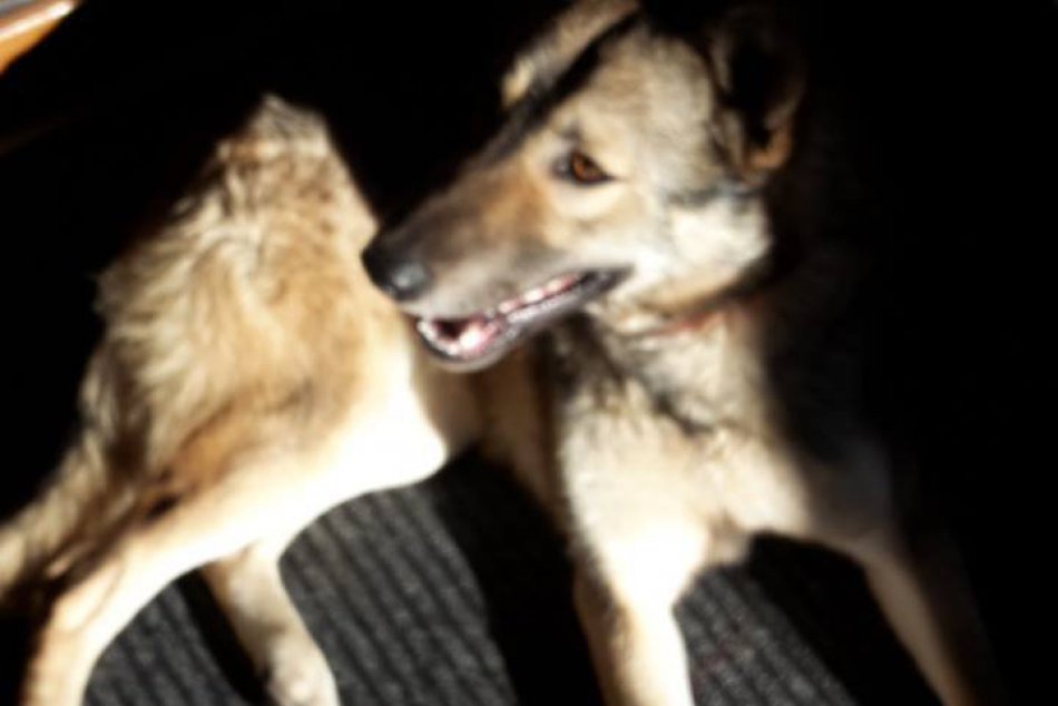 FOTO: Na Mostnej ulici v Nitre sa našlo šteniatko nemeckého ovčiaka