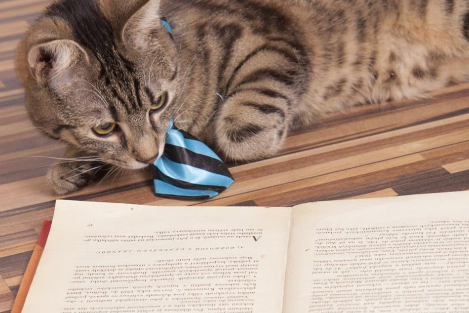 FOTO: Marek Lackovič z Hlohovca robí parádne fotky zo zvieracej ríše