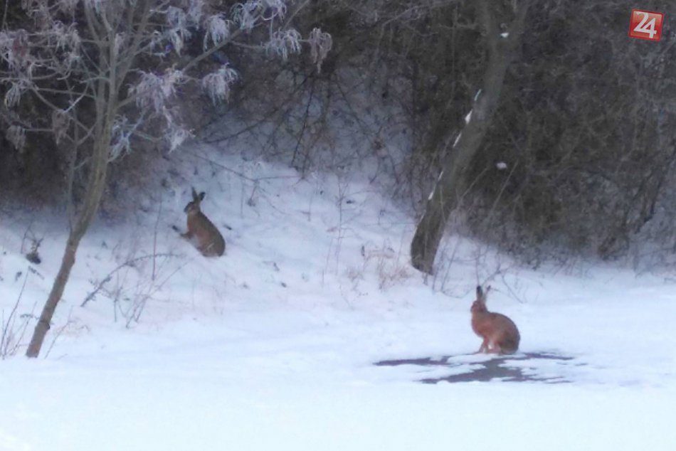 FOTO: Na hodinku slovenčiny? Párik zajacov si to namieril k ZŠ v Nitre
