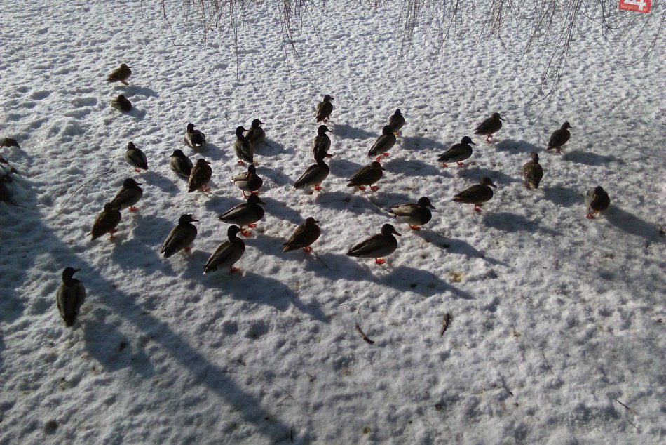 V OBRAZOCH: Aj v týchto dňoch sa oplatí objaviť krásu zimného parku