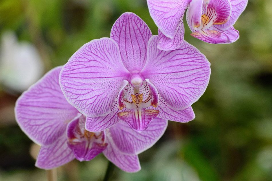 FOTO: Poklady Botanickej záhrady v Nitre, vlastní cez 6-tisíc tropických rastlín