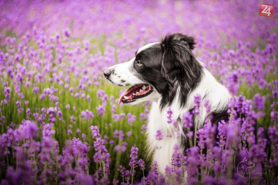 OBRAZOCH: Keď sa psíky premenia na fotomodelov