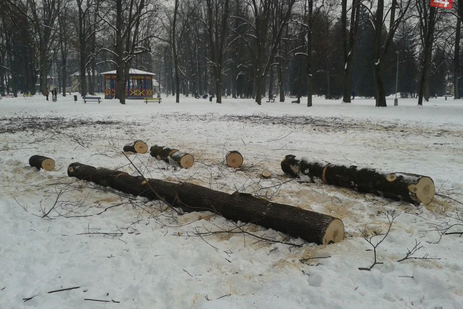 V OBRAZOCH: Mestský park v Bystrici je plný holých pňov