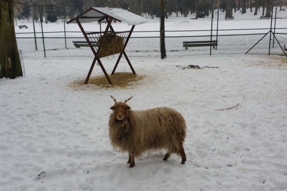 V OBRAZOCH: Lákadlá lučeneckej minizoo