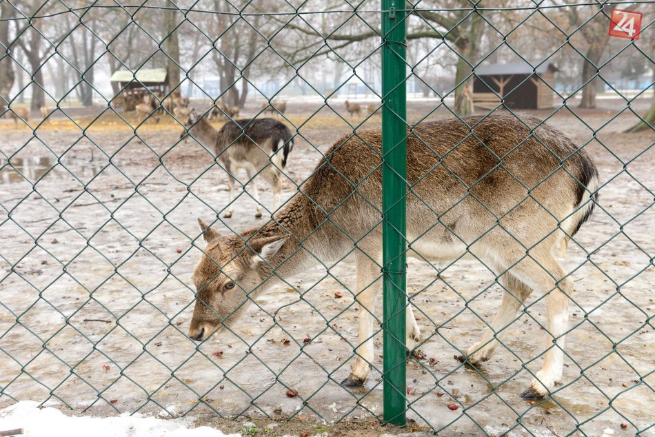 Mestský park na Sihoti v Nitre