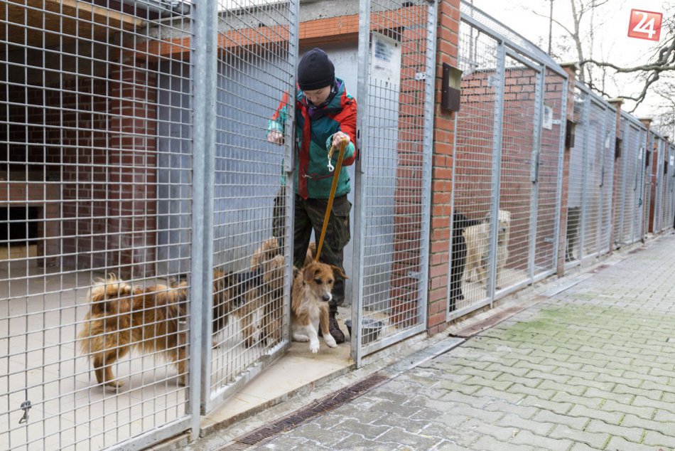 Psíkovia v útulkoch