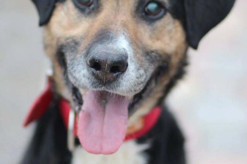 Nazrite za múry žilinského útulku: Na domov tam čakajú títo psíci