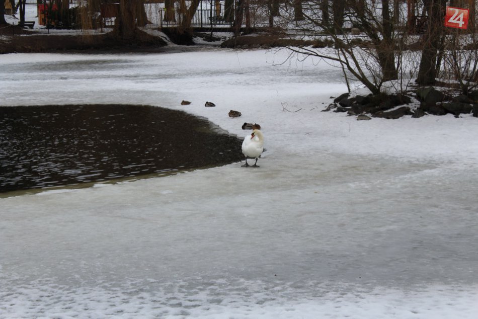 V OBRAZOCH: Vtáčia chrípka zabíja labute v lučeneckom mestskom parku