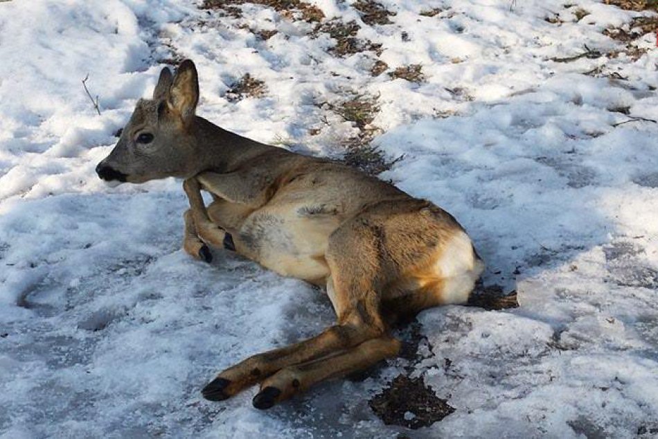 V OBRAZOCH: Pes v Bystrici zaútočil na srnky, z následkov je do plaču