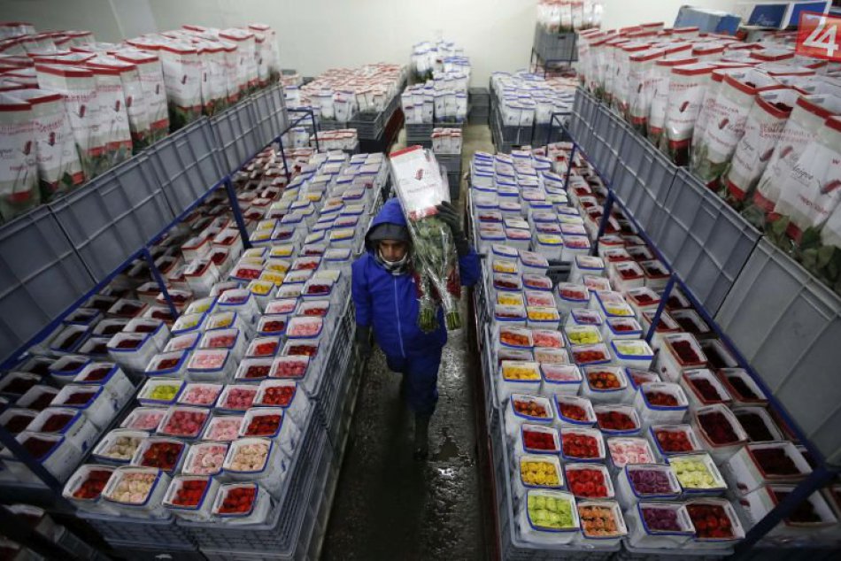 KURIOZITA DŇA: Kolumbijským ružiam konkuruje na Valentína kokaín