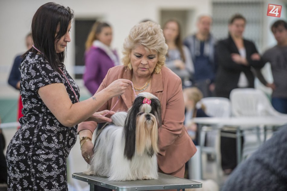 Výstava psov Incheba 2017