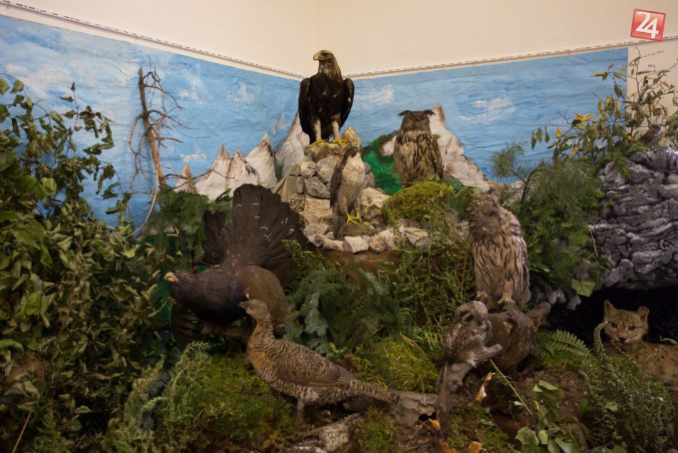 V OBRAZOCH: Druhy európskeho významu môžete obdivovať priamo v Bystrici