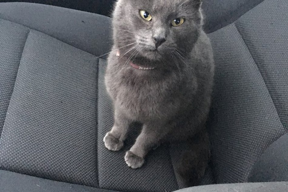 FOTO: Hľadá sa mačička Šimonka ktorá sa zatúlala v Trnave