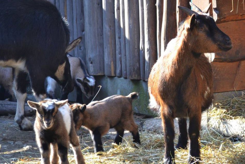 Mláďatá v ZOO Bratislava