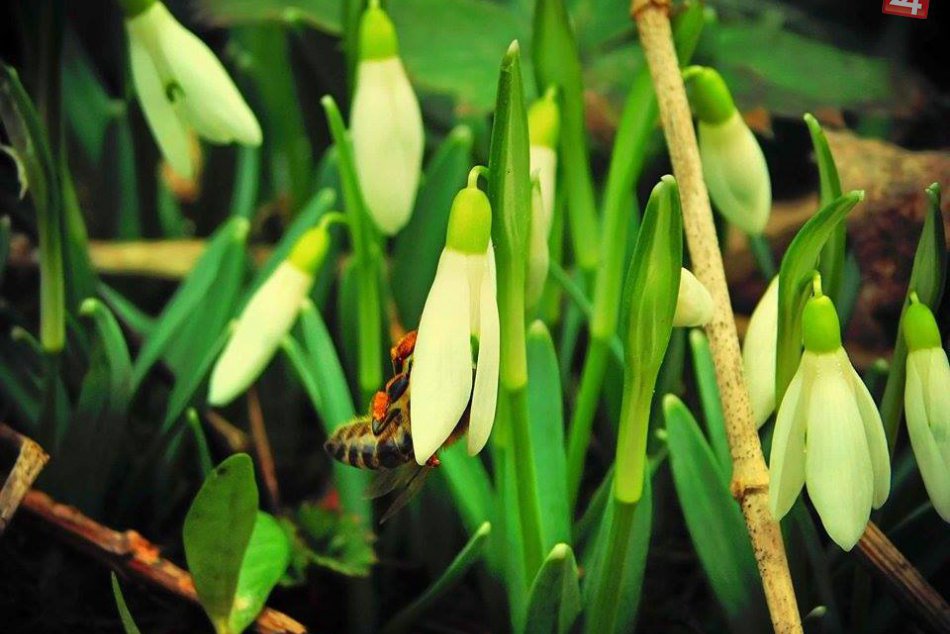 Obrazom: Prvé snežienky v Rožňave a okolí