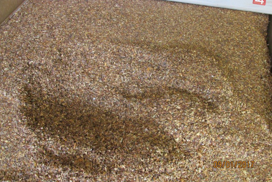 V OBRAZOCH: Bystrickí colníci zlikvidujú vyše 5 ton tabaku