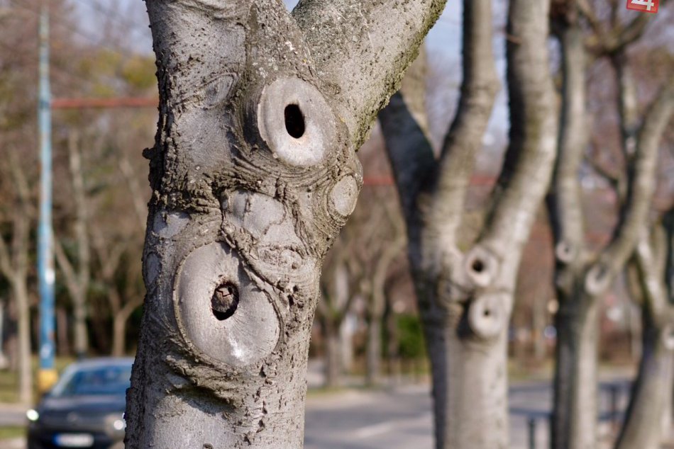 Obnova aleje stromov pri Námestí slobody