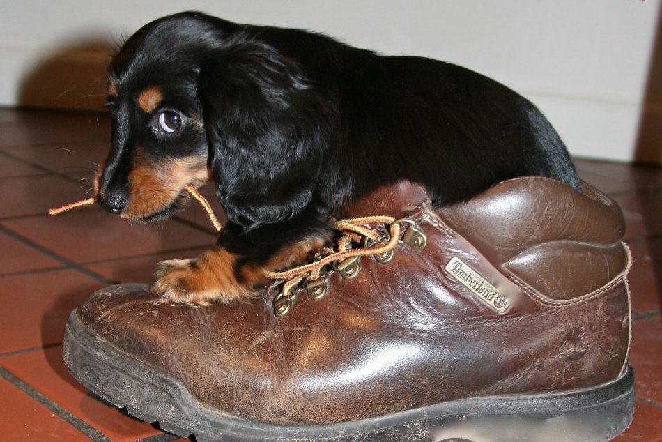 Najmilšie zvieratká