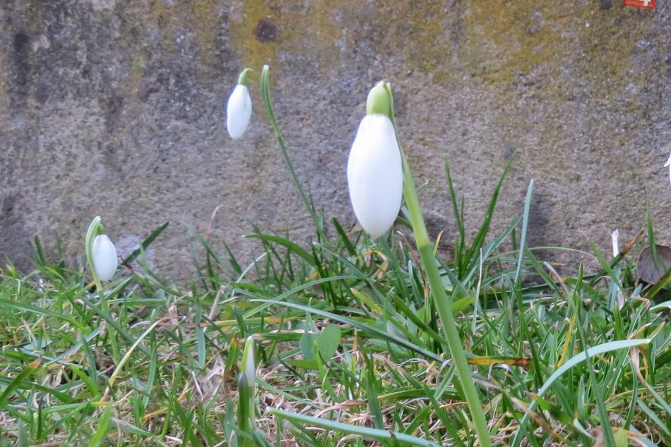 V Michalovciach sa už môžeme tešiť z prvých jarných úkazov: FOTO ako dôkaz