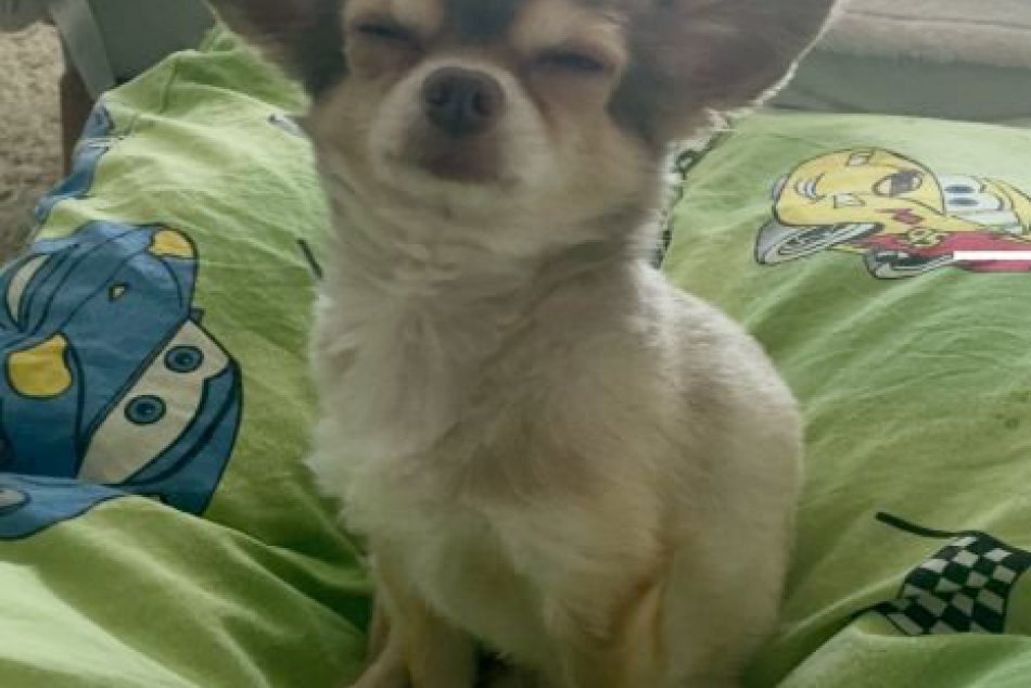 V OBRAZOCH: V Bystrici sa stratila čivava Oskar