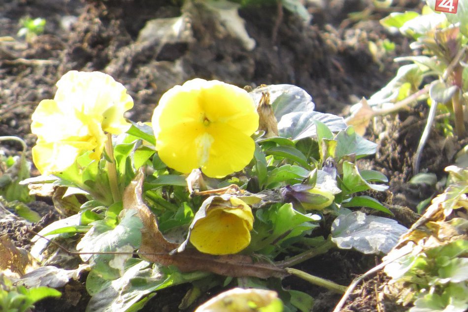 Prebúdzanie jari v centre Michaloviec: Oči obyvateľov už tešia prvé kvety, FOTO