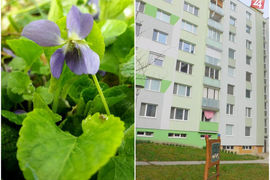 FOTO: Jarný výjav, ktorý vie potešiť oči. Fialová krása na trnavských sídliskách