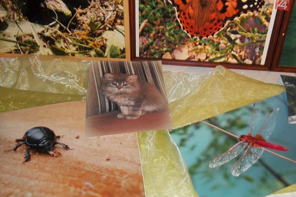 V meste je nová fotovýstava : Jarné prebúdzanie